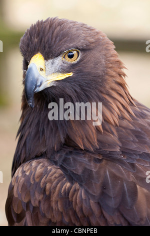 Aigle royal Aquila chrysaetos close up visage et de plumage Banque D'Images