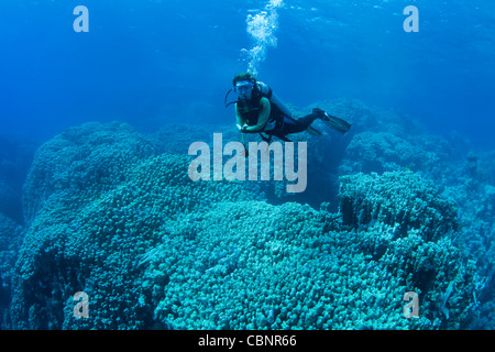 Plongeur femelle planant au-dessus d'énormes coraux dans la mer Rouge, Egypte Banque D'Images