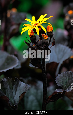 Ligulaire dentata britt marie crawford closeup été jaune orange fleurs vivaces brun foncé feuilles usine marginale Banque D'Images