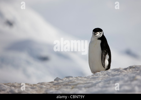 Jugulaire Penguin Pygoscelis antarcticus sauvage paysage pas captive Banque D'Images