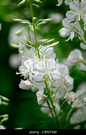 Rosebay willowherb épilobe albinos Epilobium angustifolium fleur blanche fleur Banque D'Images