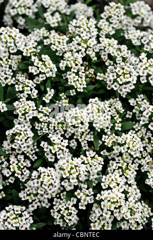 Lobularia maritima Sweet Alyssum Alison Golf annuelles de plus en plus faible amplitude de fleurs parfumées blanc voiture profusion profuse Banque D'Images
