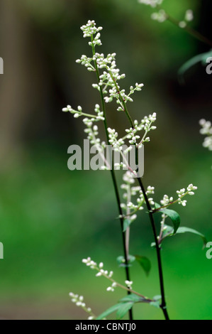 Armoise Artemisia lactiflora blanc spray Guizhou fleurs parfumées musc fleurs de couleur brun-rouge, noir-vert tiges ferny quitte Banque D'Images