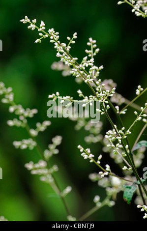 Armoise Artemisia lactiflora blanc spray Guizhou fleurs parfumées musc fleurs de couleur brun-rouge, noir-vert tiges ferny quitte Banque D'Images