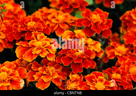 Tagetes safari français écarlate œillets d'été libre de selective focus marques orange rouge jaune fleurs bords Banque D'Images