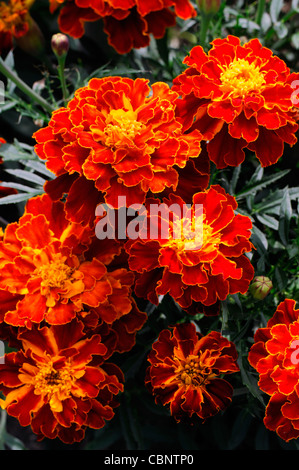 Marigold Brocade Espagnol Tagetes patula Oeillet demi-hardy or jaune annuel mouchetures rouge pétales de fleurs en fleurs Banque D'Images