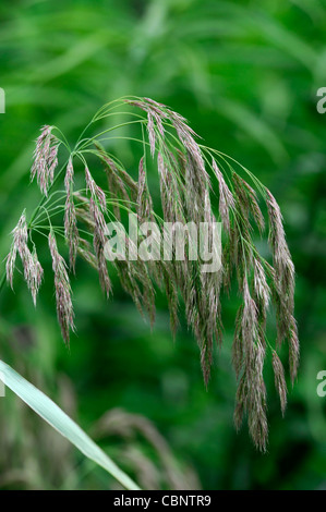 Calamagrostis emodensis syn Graminea sp Népal toujours verte herbe vert feuillage herbacé agglomérante fluffy flowerheads seedheads seeds Banque D'Images