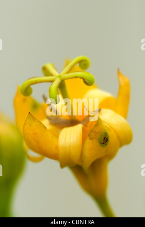 Musschia aurea géant Madère Bellflower fleur jaune fleur plante rare coastal Banque D'Images