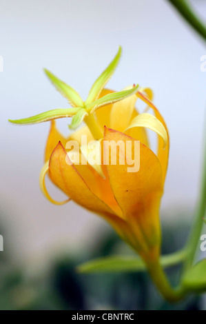 Musschia aurea géant Madère Bellflower fleur jaune fleur plante rare coastal Banque D'Images