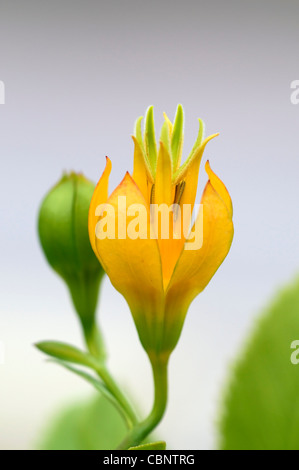 Musschia aurea géant Madère Bellflower fleur jaune fleur plante rare coastal Banque D'Images
