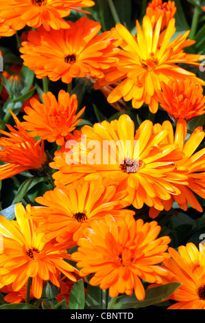 Calendula officinalis Calypso Noir Orange Center français souci fleurs fleurs plante annuelle Banque D'Images