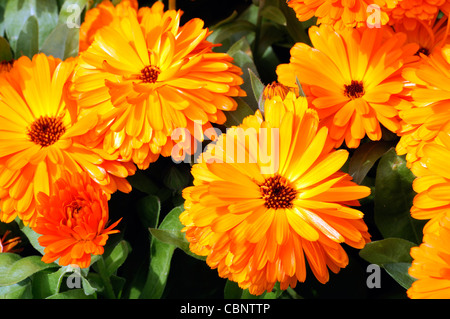 Calendula officinalis Calypso Noir Orange Center français souci fleurs fleurs plante annuelle Banque D'Images