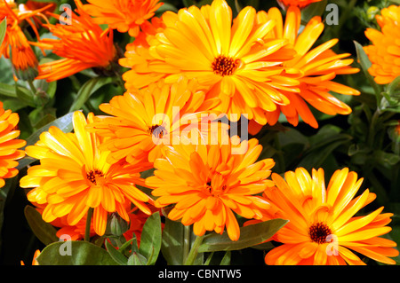 Calendula officinalis Calypso Noir Orange Center français souci fleurs fleurs plante annuelle Banque D'Images