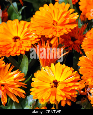 Calendula officinalis Calypso Noir Orange Center français souci fleurs fleurs plante annuelle Banque D'Images