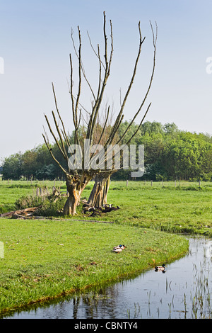 Vieux pollard-saules au bord de l'eau dans la région de Dutch country landcape repos avec mouton noir au printemps - verticale Banque D'Images