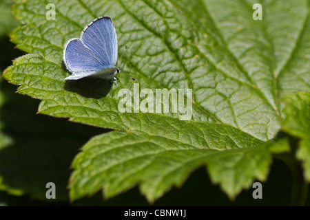 Holly Blue Butterfly - Celastrina argiolus - resting in sunshine sur feuille verte Banque D'Images