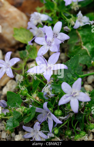 Campanules campanula garganica bleu pâle pourpre fleurs fleurs fleurs pétales portraits de plantes vivaces alpine Banque D'Images