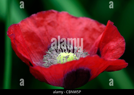 Papaver orientale Beauté de Livermere pavot d'orient pavot libre selective focus rouge vif des pétales de fleurs plantes vivaces Banque D'Images