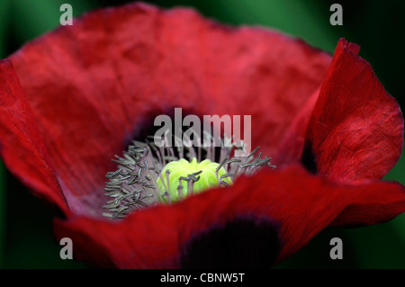 Papaver orientale Beauté de Livermere pavot d'orient pavot libre selective focus rouge vif des pétales de fleurs plantes vivaces Banque D'Images