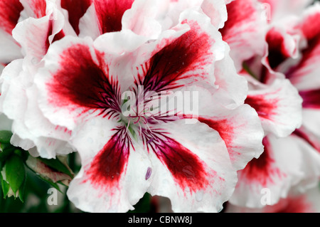 Pelargonium x domesticum 'Aztec' syn Martha Washington vivace géranium Regal Red stripe blanc fleurs Banque D'Images