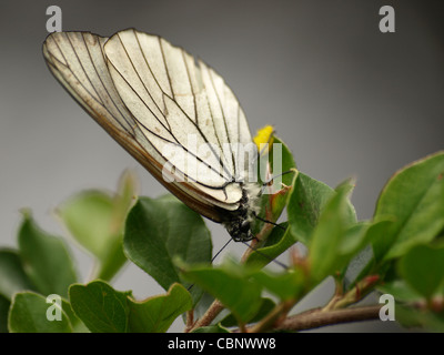 Blanc veiné de noir, papillon Aporia crataegi pondre des oeufs / / Baumweißling Eiablage bei der Banque D'Images