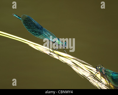 Demoiselle bagués, mâle Calopteryx splendens libellule / / Gebänderte Prachtlibelle Männchen Banque D'Images