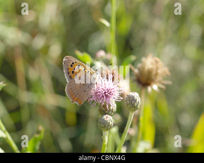 Grande femelle cuivre , papillon sur un chardon / Lycaena dispar / Großer Feuerfalter Weibchen Banque D'Images