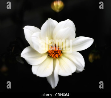 Twynings broaddaylight après huit l'un seul été libre de selective focus vivaces fleurs pétales blanc portraits de plantes Banque D'Images