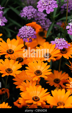 Dimorphotheca aurantiaca Orange Flash Printemps daisy africains la moitié de l'usine d'été vivace fleurs fleurs jaunes Banque D'Images