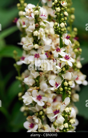 Verbascum chaixii aga album white vivaces jaune pastel fleurs spires à feuilles d'ortie mullein mulleins fleurs blos Banque D'Images