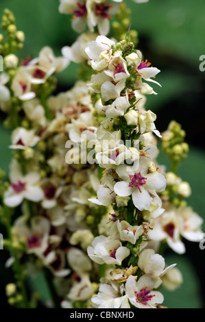 Verbascum chaixii aga album white vivaces jaune pastel fleurs spires à feuilles d'ortie mullein mulleins fleurs blos Banque D'Images
