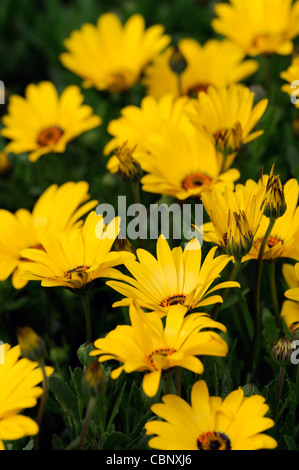 Dimorphotheca aurantiaca printemps jaune Flash daisy africains la moitié de l'usine d'été vivace fleurs fleurs jaunes Banque D'Images