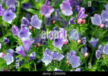 Echium vulgare Vipérine commune fleurs vivaces violet bleu fleur'attractif Banque D'Images