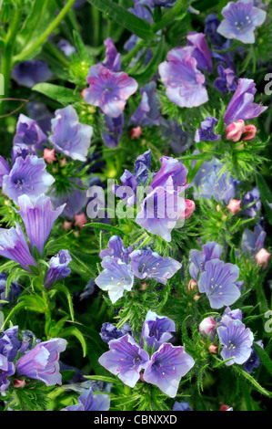 Echium vulgare Vipérine commune fleurs vivaces violet bleu fleur'attractif Banque D'Images