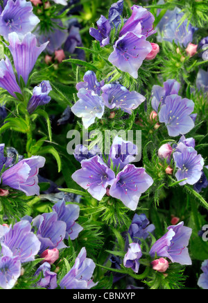 Echium vulgare Vipérine commune fleurs vivaces violet bleu fleur'attractif Banque D'Images