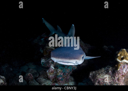 Whitetip reef shark, UN Trienodon obesus, nage dans la nuit à la recherche de sommeil du poisson dans les rochers près de l'île Cocos. Banque D'Images