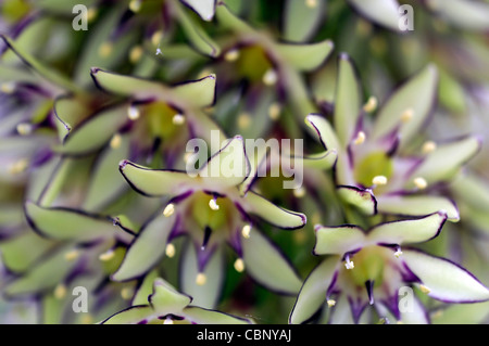 Eucomis bicolor pineapple lily fleur exotique fleur spike couleurs vert rouge bords tranchant floraison fleurs plans rapprochés Banque D'Images