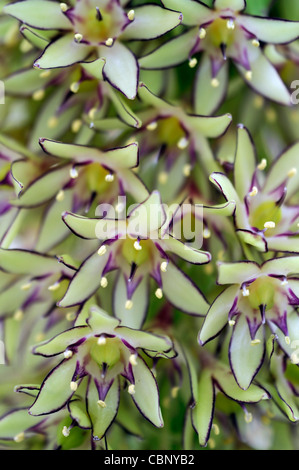 Eucomis bicolor pineapple lily fleur exotique fleur spike couleurs vert rouge bords tranchant floraison fleurs plans rapprochés Banque D'Images