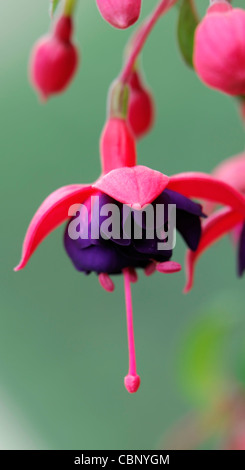 Dollar Princess Fuchsia arbuste à feuilles caduques fleurs doubles cerise-crimson sépales corolle pourpre fleurs fleurs vivaces Banque D'Images