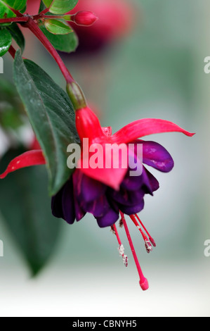 Dollar Princess Fuchsia arbuste à feuilles caduques fleurs doubles cerise-crimson sépales corolle pourpre fleurs fleurs vivaces Banque D'Images