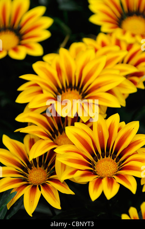 Gazania f1 kiss flamme jaune, la moitié hardy vivace annuel vibrant jaune et une bande rouge Banque D'Images