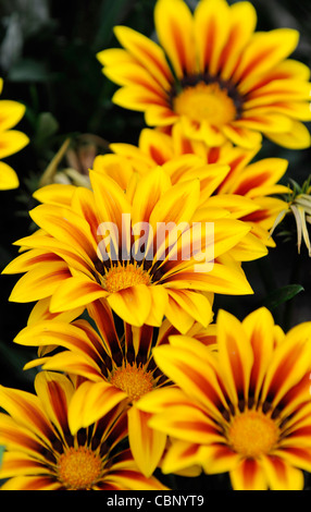 Gazania f1 kiss flamme jaune, la moitié hardy vivace annuel vibrant jaune et une bande rouge Banque D'Images