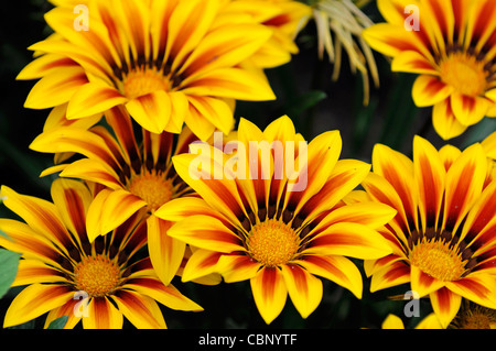 Gazania f1 kiss flamme jaune, la moitié hardy vivace annuel vibrant jaune et une bande rouge Banque D'Images