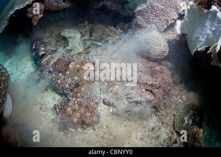 Un wobbegong Eucrossorhinus dasypogon, pampilles, s'étire sur le sable en essayant de se cacher lui-même. Il s'agit d'un prédateur sauvage. Banque D'Images