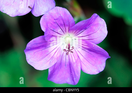 Géranium jolly bee rozanne géranium sanguin fleurs vivaces fleurs pourpre bleu closeup close up Banque D'Images
