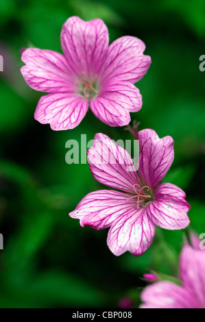 Geranium x oxonianum wargrave pink vivaces fleurs fleur fleurs fleurs fleur rose géranium sanguin Banque D'Images