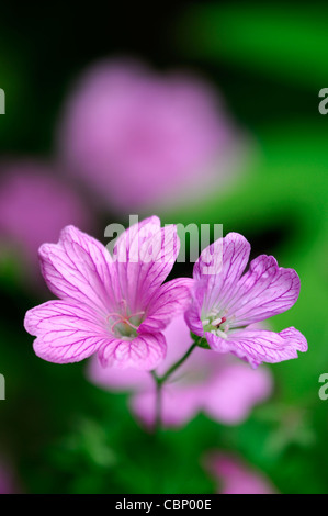 Geranium x oxonianum wargrave pink vivaces fleurs fleur fleurs fleurs fleur rose géranium sanguin Banque D'Images