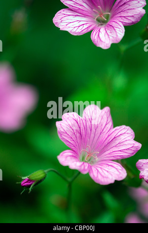 Geranium x oxonianum wargrave pink vivaces fleurs fleur fleurs fleurs fleur rose géranium sanguin Banque D'Images