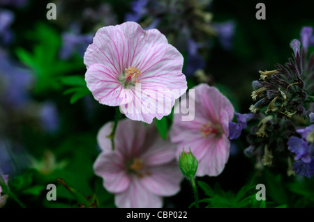 Geranium sanguineum var lancastriense geranium sanguineum syn syn Geranium sanguineum striatum var var prostratum fleur rose Banque D'Images