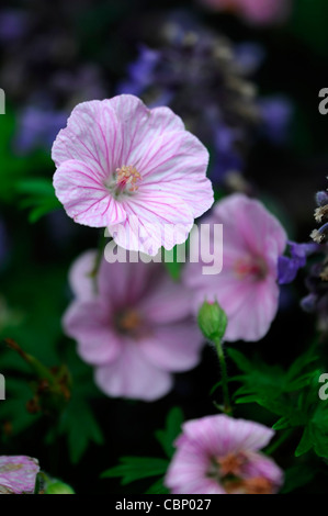 Geranium sanguineum var lancastriense geranium sanguineum syn syn Geranium sanguineum striatum var var prostratum fleur rose Banque D'Images